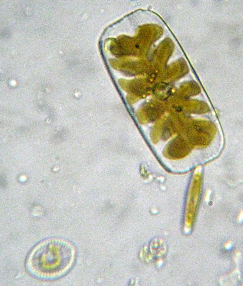 Navicula (?) rhombica, diatomea marina